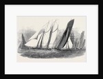 The Royal Victoria Yacht Squadron Regatta, the Fernande and Anaconda Passing Ryde by Anonymous