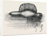 Physalia or Portuguese Man-of-War Lately Found on the South Coast of England UK 1869 by Anonymous