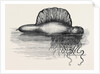 Physalia or Portuguese Man-of-War Lately Found on the South Coast of England UK 1869 by Anonymous