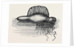 Physalia or Portuguese Man-of-War Lately Found on the South Coast of England UK 1869 by Anonymous