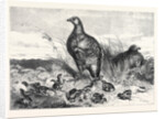 A Brood of Partridges by Anonymous