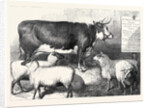 Prize Cow and Sheep at the Bath and West of England Agricultural Show Southampton 1869 by Anonymous