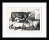 Prize Cow and Sheep at the Bath and West of England Agricultural Show Southampton 1869 by Anonymous