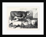 Prize Cow and Sheep at the Bath and West of England Agricultural Show Southampton 1869 by Anonymous