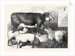 Prize Cow and Sheep at the Bath and West of England Agricultural Show Southampton 1869 by Anonymous