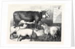 Prize Cow and Sheep at the Bath and West of England Agricultural Show Southampton 1869 by Anonymous