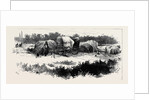 Gipsy Life Round London: Encampment at Mitcham Common 1880 by Anonymous