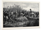 Hippopotamus Hunting in Angola West Africa 1880 by Anonymous