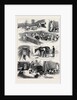 The Royal Buckhounds: The Kennels at Ascot 1880 by Anonymous
