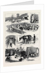 The Royal Buckhounds: The Kennels at Ascot 1880 by Anonymous