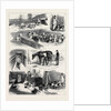 The Royal Buckhounds: The Kennels at Ascot 1880 by Anonymous