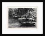 Fishing on the Ristigouche in Canada: In the Exhibition of the Society of Painters in Water Colours 1880 by Anonymous
