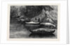 Fishing on the Ristigouche in Canada: In the Exhibition of the Society of Painters in Water Colours 1880 by Anonymous