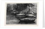 Fishing on the Ristigouche in Canada: In the Exhibition of the Society of Painters in Water Colours 1880 by Anonymous