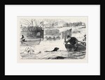 Swimming Match Between a Dog and a Man 1880 by Anonymous