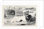 Swimming Match Between a Dog and a Man 1880 by Anonymous