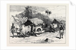 The Famine in Bengal: Bullock Hackeries for Carrying Grain 1874 by Anonymous