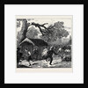 The Ashantee War: Fall of a Tree in Camp 1874 by Anonymous