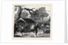The Ashantee War: Fall of a Tree in Camp 1874 by Anonymous