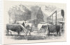 The Smithfield Club Cattle Show-Yard by Anonymous