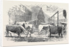 The Smithfield Club Cattle Show-Yard by Anonymous