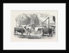 The Smithfield Club Cattle Show-Yard by Anonymous
