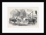 The Smithfield Club Cattle Show-Yard by Anonymous