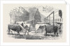 The Smithfield Club Cattle Show-Yard by Anonymous
