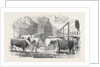 The Smithfield Club Cattle Show-Yard by Anonymous