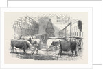 The Smithfield Club Cattle Show-Yard by Anonymous
