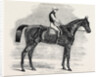 Weathergage, Winner of the Cesarewitch Stakes, at Newmarket, 1852 by Anonymous