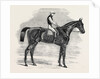 Weathergage, Winner of the Cesarewitch Stakes, at Newmarket, 1852 by Anonymous