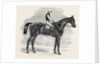 Weathergage, Winner of the Cesarewitch Stakes, at Newmarket, 1852 by Anonymous