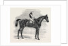 Weathergage, Winner of the Cesarewitch Stakes, at Newmarket, 1852 by Anonymous
