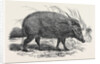 Choiropotamus, or Red Hog of the Cameroons, in the Gardens of the Zoological Society, Regent's Park, London by Anonymous