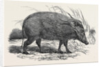 Choiropotamus, or Red Hog of the Cameroons, in the Gardens of the Zoological Society, Regent's Park, London by Anonymous