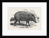 Choiropotamus, or Red Hog of the Cameroons, in the Gardens of the Zoological Society, Regent's Park, London by Anonymous