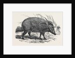 Choiropotamus, or Red Hog of the Cameroons, in the Gardens of the Zoological Society, Regent's Park, London by Anonymous