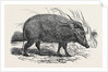 Choiropotamus, or Red Hog of the Cameroons, in the Gardens of the Zoological Society, Regent's Park, London by Anonymous