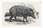 Choiropotamus, or Red Hog of the Cameroons, in the Gardens of the Zoological Society, Regent's Park, London by Anonymous