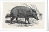 Choiropotamus, or Red Hog of the Cameroons, in the Gardens of the Zoological Society, Regent's Park, London by Anonymous