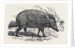Choiropotamus, or Red Hog of the Cameroons, in the Gardens of the Zoological Society, Regent's Park, London by Anonymous