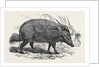Choiropotamus, or Red Hog of the Cameroons, in the Gardens of the Zoological Society, Regent's Park, London by Anonymous