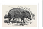 Choiropotamus, or Red Hog of the Cameroons, in the Gardens of the Zoological Society, Regent's Park, London by Anonymous