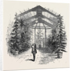 The Conservatory at Stratfieldsay by Anonymous
