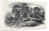Oak Struck by Lightning in Westwood Park, Droitwich, 1852 by Anonymous