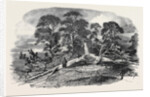 Oak Struck by Lightning in Westwood Park, Droitwich, 1852 by Anonymous