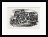 Oak Struck by Lightning in Westwood Park, Droitwich, 1852 by Anonymous