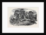 Oak Struck by Lightning in Westwood Park, Droitwich, 1852 by Anonymous