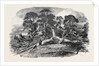 Oak Struck by Lightning in Westwood Park, Droitwich, 1852 by Anonymous